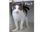 Adopt Flint (FCID# 05/24/2023 - 41 Brandywine PS) C a Gray or Blue (Mostly)