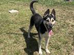 Adopt RONALD a Mixed Breed, Siberian Husky