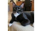 Adopt Chevy a Black & White or Tuxedo Domestic Shorthair (short coat) cat in