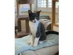 Adopt Fiat a Gray or Blue Domestic Shorthair (short coat) cat in Escondido
