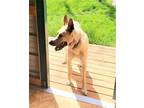 Adopt Gunny a Brown/Chocolate Boxer / Mixed dog in Denton, TX (38267875)