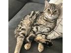 Adopt Serafina a Brown Tabby Domestic Shorthair (short coat) cat in Greenburgh