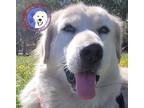 Adopt Minnie a Great Pyrenees / Golden Retriever / Mixed dog in Portland