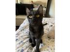 Adopt Thin Mint a Domestic Shorthair cat in Tracy, CA (38197197)