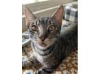 Adopt Tagalong a Gray, Blue or Silver Tabby Domestic Shorthair cat in Tracy