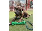 Adopt RUFIO a Mastiff, Mixed Breed