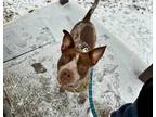 Adopt Marita Geraghty $475 a Cattle Dog / Mixed dog in Milwaukee, WI (38229760)