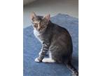 Adopt Aviva a Brown Tabby Domestic Shorthair / Mixed (short coat) cat in