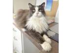 Adopt Phoebe a Gray or Blue (Mostly) Domestic Longhair / Mixed (long coat) cat