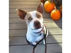 Adopt Sugar a Mixed Breed (Medium) dog in Port Washington, NY (35718419)