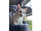 Adopt Milo a White Egyptian Mau (short coat) cat in Manchester, NH (38207338)