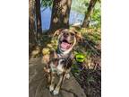 Adopt Reece a Brown/Chocolate - with White Australian Shepherd / Labrador