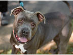 Adopt Seafarer a Gray/Blue/Silver/Salt & Pepper Mixed Breed (Large) / Mixed dog