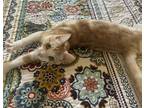 Adopt Finn McCool a Orange or Red Tabby Domestic Shorthair (short coat) cat in