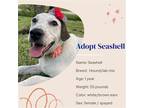 Adopt Seashell a Mixed Breed (Medium) / Mixed dog in Naples, FL (38256103)