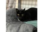 Adopt Hettie a Domestic Shorthair / Mixed cat in Kingston, NY (38305286)