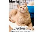 Adopt Maria, Jenkintown PS, PA FCID# 05/09/2023-169 a Orange or Red Domestic