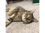 Adopt Sheeba a Gray or Blue Domestic Shorthair cat in Poplar Grove