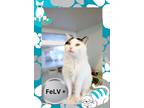 Adopt Corey a White Domestic Shorthair / Domestic Shorthair / Mixed cat in