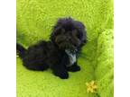 Shih Tzu Puppy for sale in Sulphur Springs, TX, USA