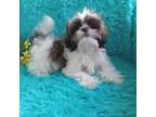 Shih Tzu Puppy for sale in Sulphur Springs, TX, USA