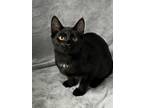 Adopt Ember a Black (Mostly) Domestic Shorthair (short coat) cat in Huntsville