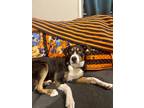 Adopt Alvin a Australian Shepherd / Border Collie dog in Bolivar, MO (38114877)