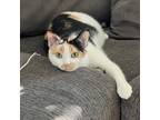Adopt Lil Baby - Foster a Calico or Dilute Calico Domestic Shorthair / Mixed cat