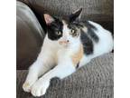 Adopt Pooh - Foster a Calico or Dilute Calico Domestic Shorthair / Mixed cat in