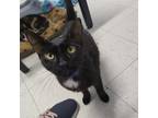Adopt Onyx a All Black Domestic Shorthair / Mixed cat in Leesburg, FL (38175937)