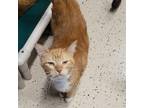 Adopt Ginger a Orange or Red Domestic Shorthair / Mixed cat in Leesburg