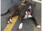 Adopt Bunker a Black - with White Boxer / Pit Bull Terrier / Mixed dog in Tomah