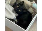 Adopt Spink a Domestic Short Hair