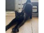 Adopt Spink a Domestic Short Hair