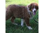 Australian Shepherd Puppy for sale in Kansas, OK, USA