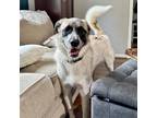 Adopt Primrose a Tan/Yellow/Fawn Anatolian Shepherd / Mixed dog in Helena