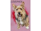 Adopt Cooper a Tricolor (Tan/Brown & Black & White) Shih Tzu / Mixed dog in