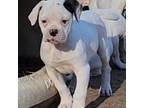 Olde Bulldog Puppy for sale in Jackson, TN, USA