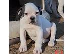 Olde Bulldog Puppy for sale in Jackson, TN, USA