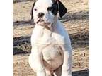 Olde Bulldog Puppy for sale in Jackson, TN, USA