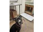 Adopt BANJO a Black - with White American Pit Bull Terrier / Mixed dog in Fort