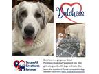 Adopt Dutchess a Great Pyrenees / Anatolian Shepherd / Mixed dog in Alvarado