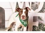 Adopt Buster a White - with Brown or Chocolate Boston Terrier / Mixed dog in