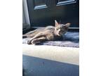 Adopt Jane a Gray or Blue Domestic Shorthair / Domestic Shorthair / Mixed cat in