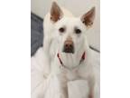 Adopt Johnny a White Golden Retriever / Mixed dog in Gulfport, MS (37631398)