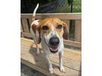Adopt Forest a Hound (Unknown Type) / Mixed dog in Elmsford, NY (38135633)