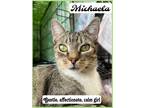Adopt Michaela, Willow Grove PA FCID# 05/22/2023-78 a Gray or Blue (Mostly)
