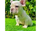 Gio (Cream French Bulldog)