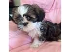 Shih Tzu Puppy for sale in Chicopee, MA, USA