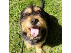 Adopt Norton a Terrier